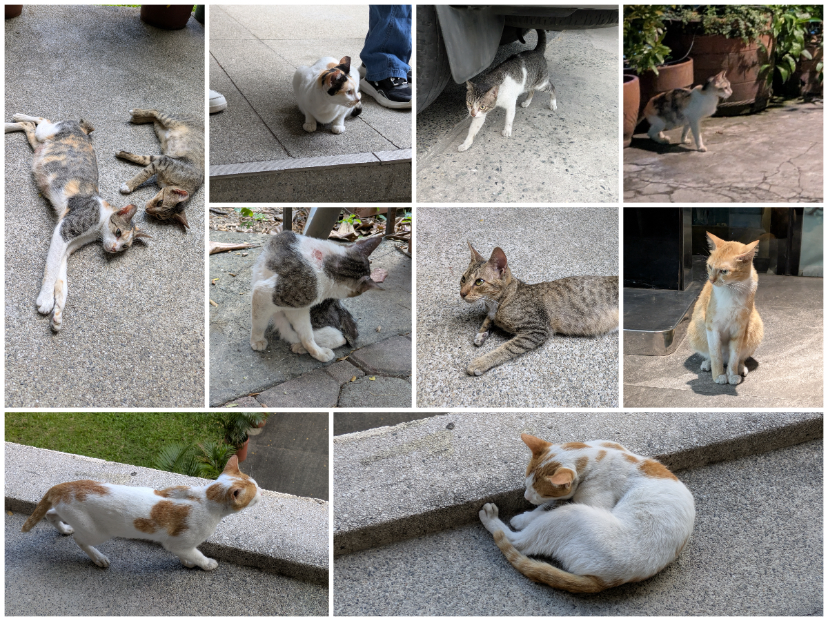 Cats