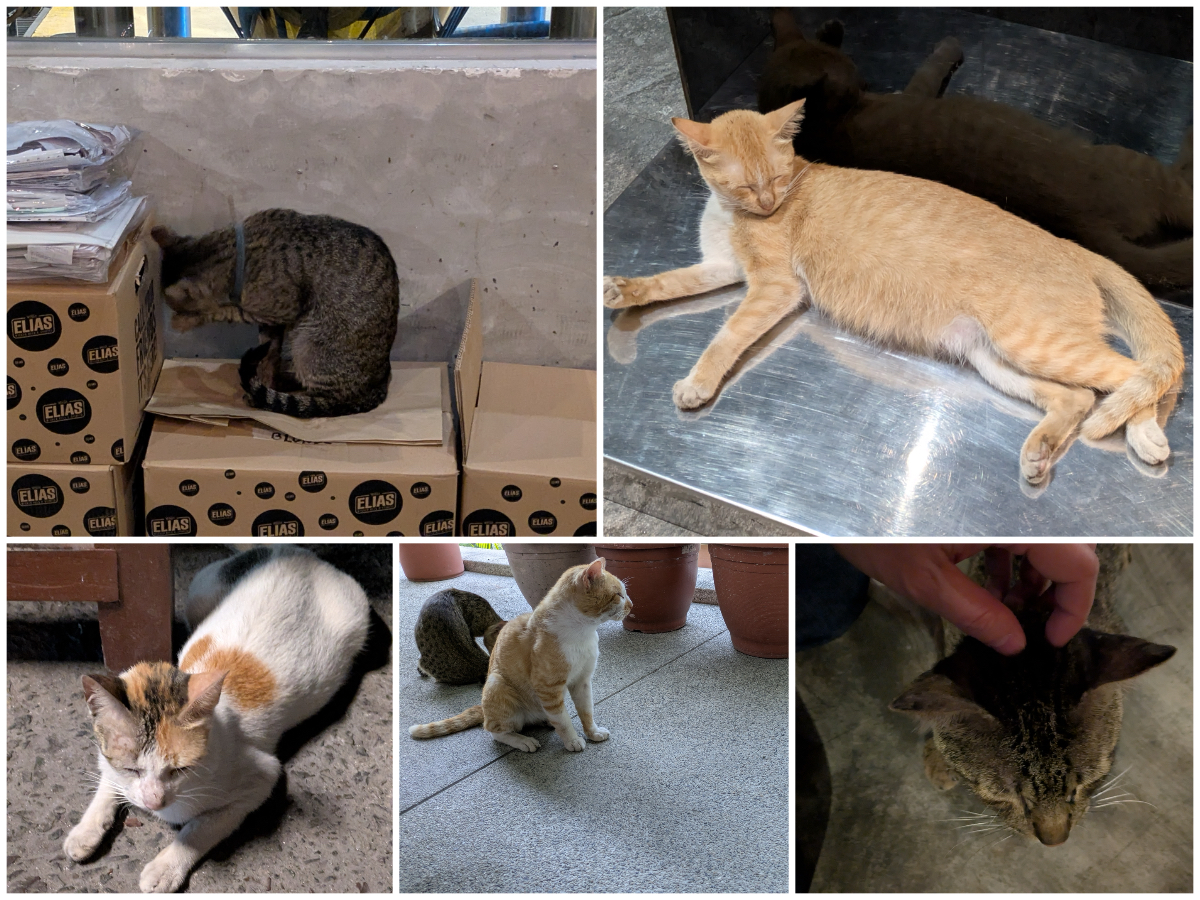 Cats